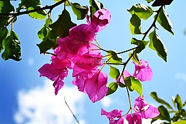 天空,花,蓝色