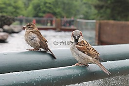 鳥,羽毛,動(dòng)物