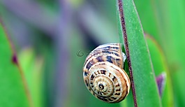 蝸牛,仙人掌,爬行動物
