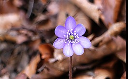 赫帕卡,開花,花