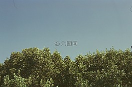 樹,藍色,天空