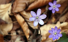 赫帕卡,開花,花