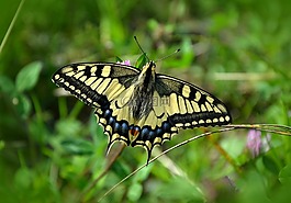 蝴蝶,配合,鳳蝶 machaon