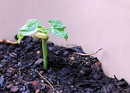 新的生活,豆科植物,蔬菜