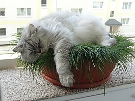 猫,国内的猫,英国短毛猫