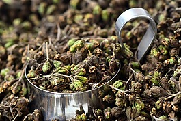 牛至,香料,草藥