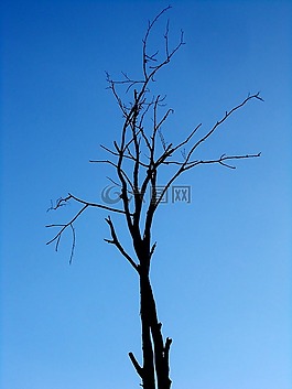 樹,單,天空