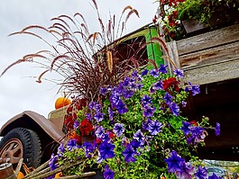鮮花,花的,開(kāi)花