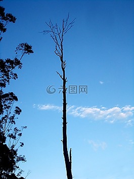 樹,單,天空