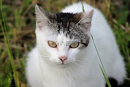 國內(nèi)的貓,白,動(dòng)物