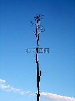 树,孤独,树干