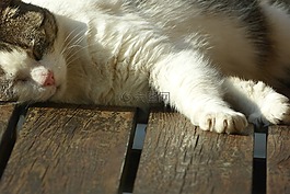寵物,貓,睡眠