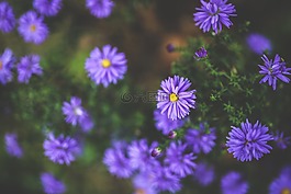 花,鮮花,紫色