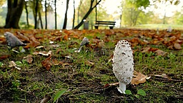 蘑菇,公園,秋季