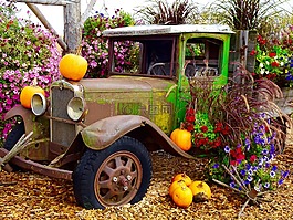 卡車,南瓜,鮮花