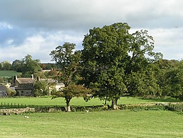 農(nóng)村,英格蘭,橡樹