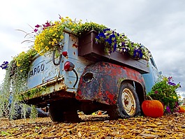 車輛,鮮花,顯示