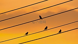 鳥,電線,日落