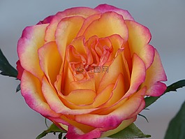 玫瑰,開(kāi)花,黃色、 粉色