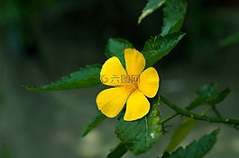花,黄色的花,黄