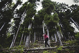 徒步旅行,遠足,徑