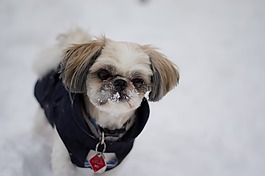 狗,雪,冬天