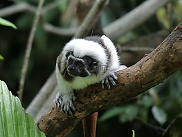 猴子,動(dòng)物,動(dòng)物園