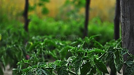 花園,蔬菜,灌木