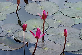 花,百合,粉紅色