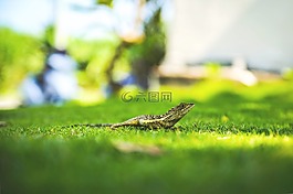 蜥蜴,草,綠色