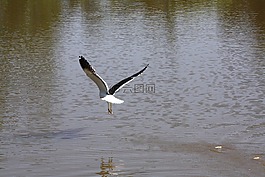 鳥,飛行,湖
