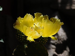 仙人掌,鮮花,花