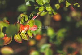 葉子,秋,小