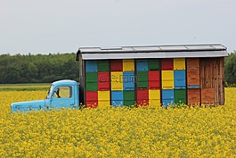 蜜蜂的牧場(chǎng),蜂巢,蜂蜜