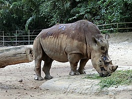 犀牛,動(dòng)物園,動(dòng)物