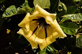 花,黃色,樹