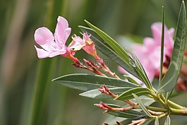 花卉,罗莎,花的颜色粉色