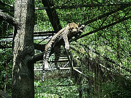 動(dòng)物園,動(dòng)物,豹