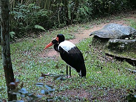 鳥,動(dòng)物園,野生動(dòng)物