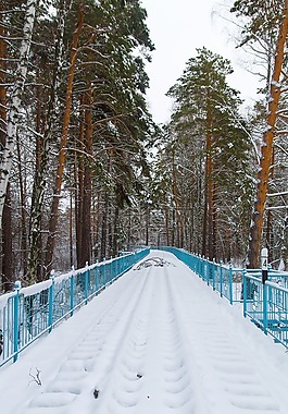 雪,鐵路,松