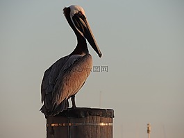 鵜,鳥,動(dòng)物