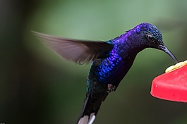 蜂鳥,鳥,飛