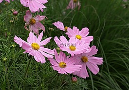cosmea,宇宙,cosmee