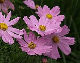 宇宙,cosmea,灌木夏天