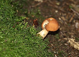 蘑菇,森林蘑菇,森林