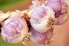 大蒜,地中海,香料