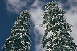 樹,雪,藍(lán)色