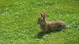 野兔,動物,驢的