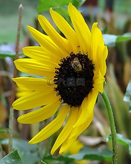 向日葵,裝飾,蜜蜂
