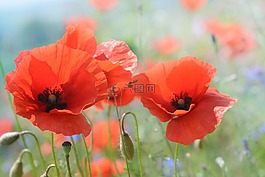 罌粟,開花,花
